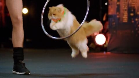 Cat training and dancing vedio