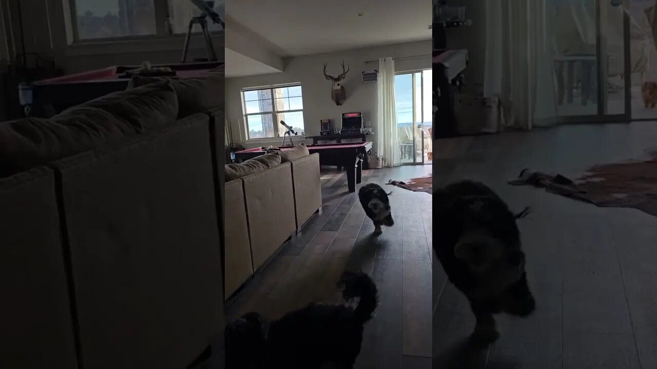 Bernedoodle ridin the rails of the Crazy Train