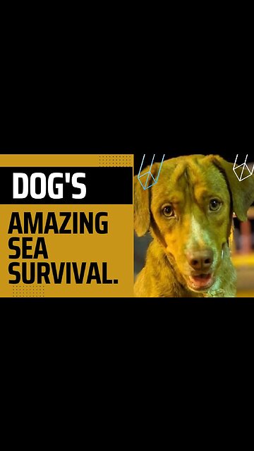 Dog's Amazing Sea Survival#shorts
