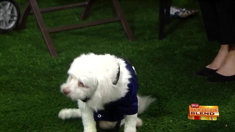 Meet the Inspiring ASPCA Dog of the Year