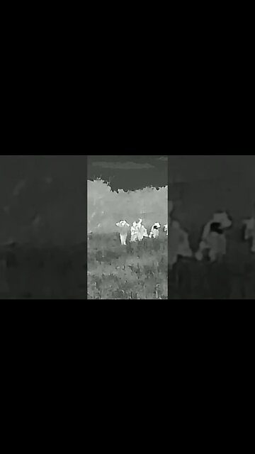 🏳️ Ukrainian Army group surrenders before Russian positions in the Zaporozhye direction. #ukraine