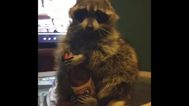 Smart raccoon knows which direction to twist bottle cap