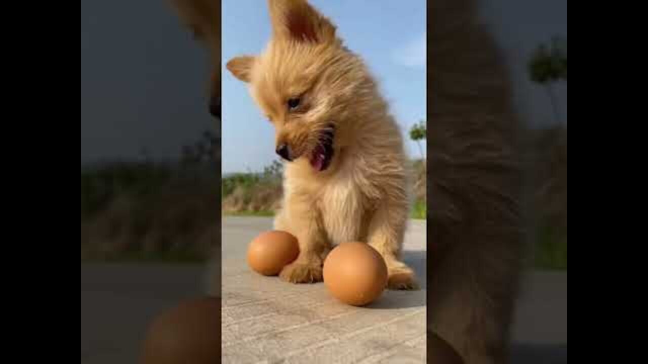 Funny Animal Videos - Awesome Funny Pet Animals | Cute Animals | Super Funny Dog Videos 6