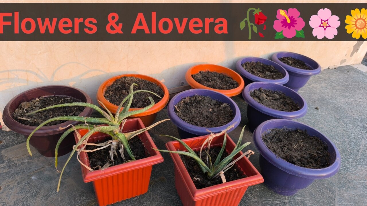 Flowers & alovera