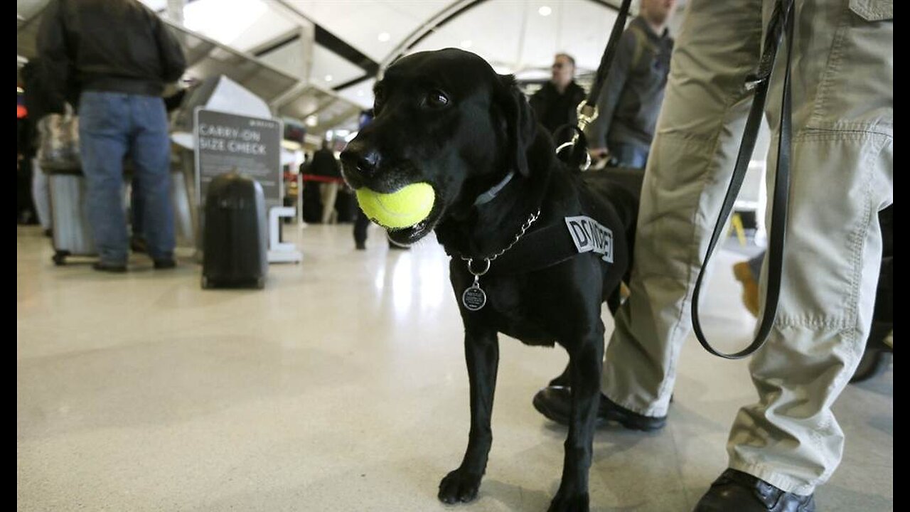 Feel-Good Friday: TSA Explosives Detection Dogs Get Great Retirement Send-Off Parties