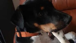 Cão adora morder a sua própria pata!