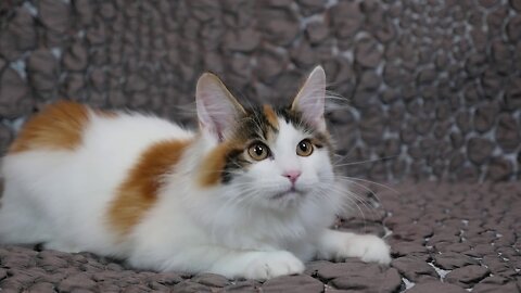 Three little Teddy kittens | Cutest Baby British kittens