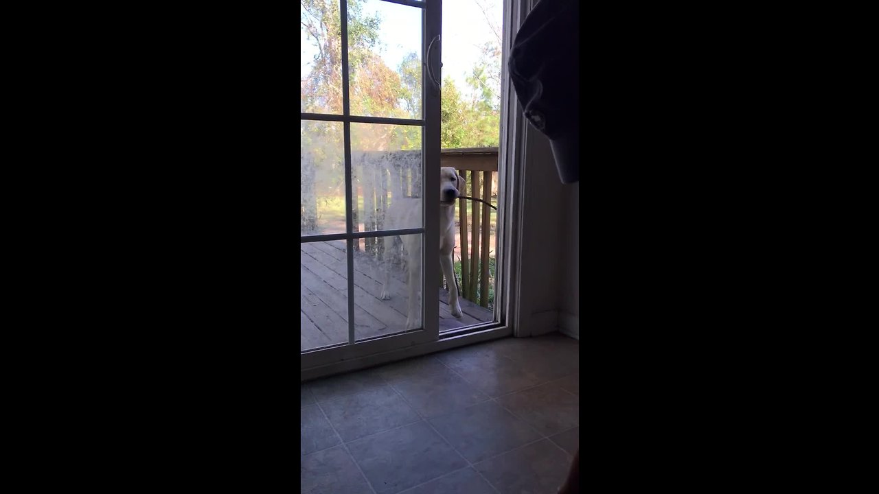 Confused Dog Can’t Fit A Stick Through A Door