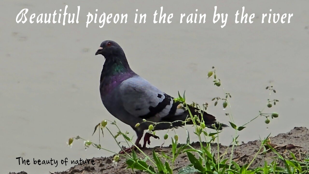 Beautiful pigeon in the rain by the river/a beautiful bird by the water/video with beautiful music.