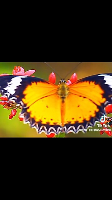 SEEK THE LORD - DAILY DEVOTIONAL