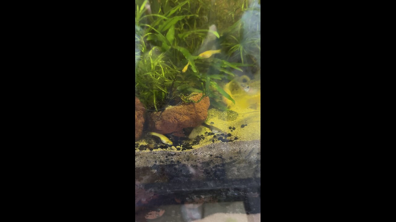 Baby corydoras