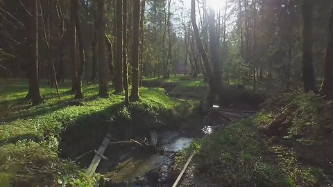 RELAX #shorts #relaxing #forest Ambient forest sounds short