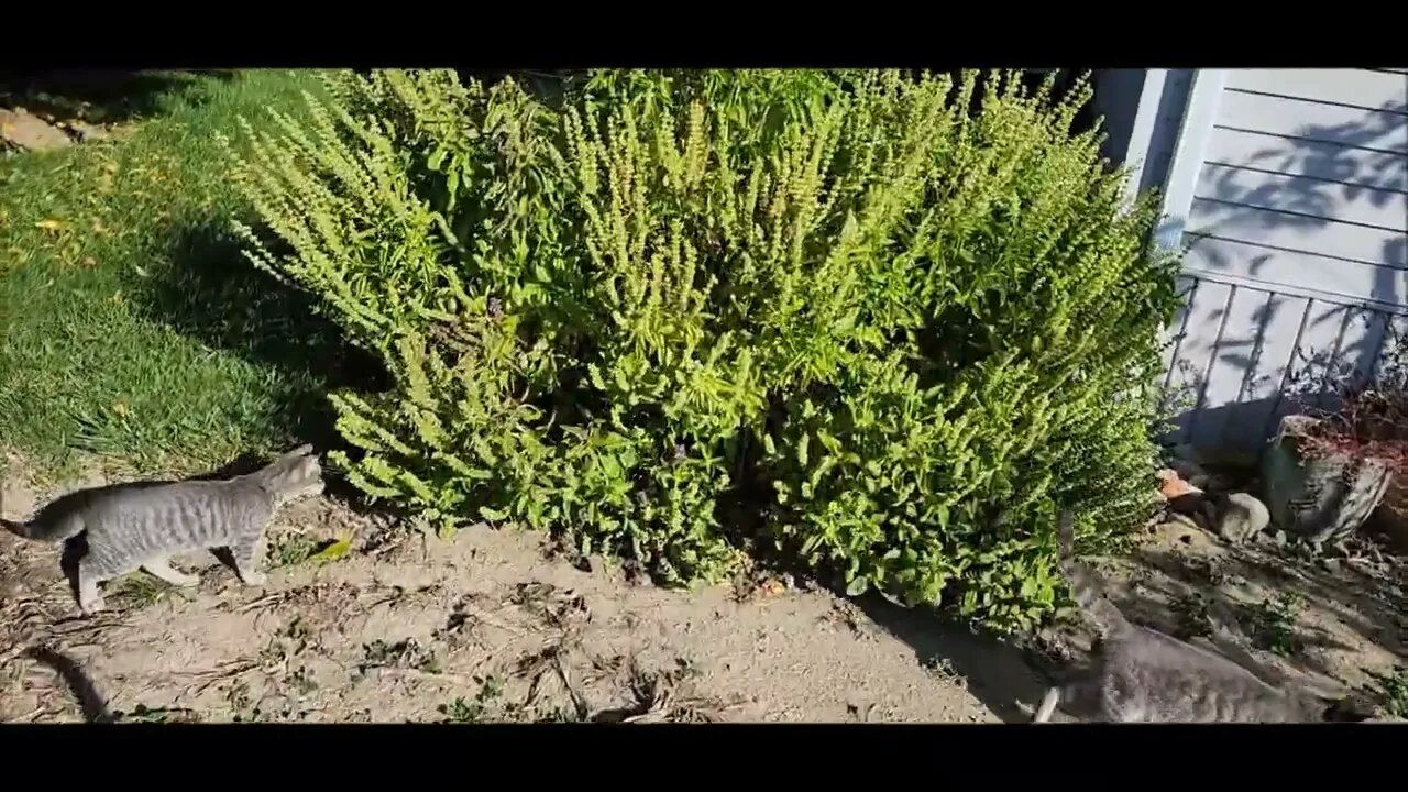 'Mini frost" garden update 10-10-22