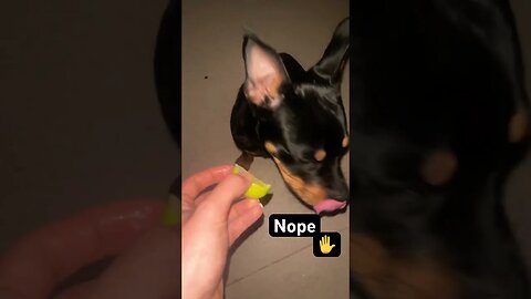 ROTTWEILER REACTS TO LIME (Must Watch) 🍋😱😂 #shorts #short #viral #youtube #shortsfeed #youtube