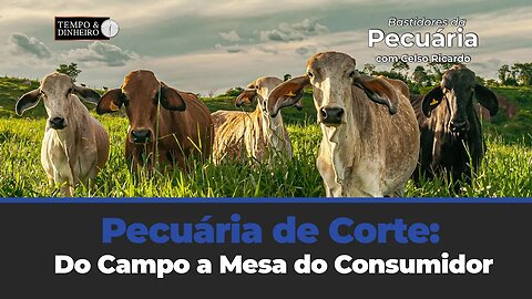 Pecuária de Corte: Do Campo a Mesa do Consumidor. Acompanhe o comentário de Celso Ricardo