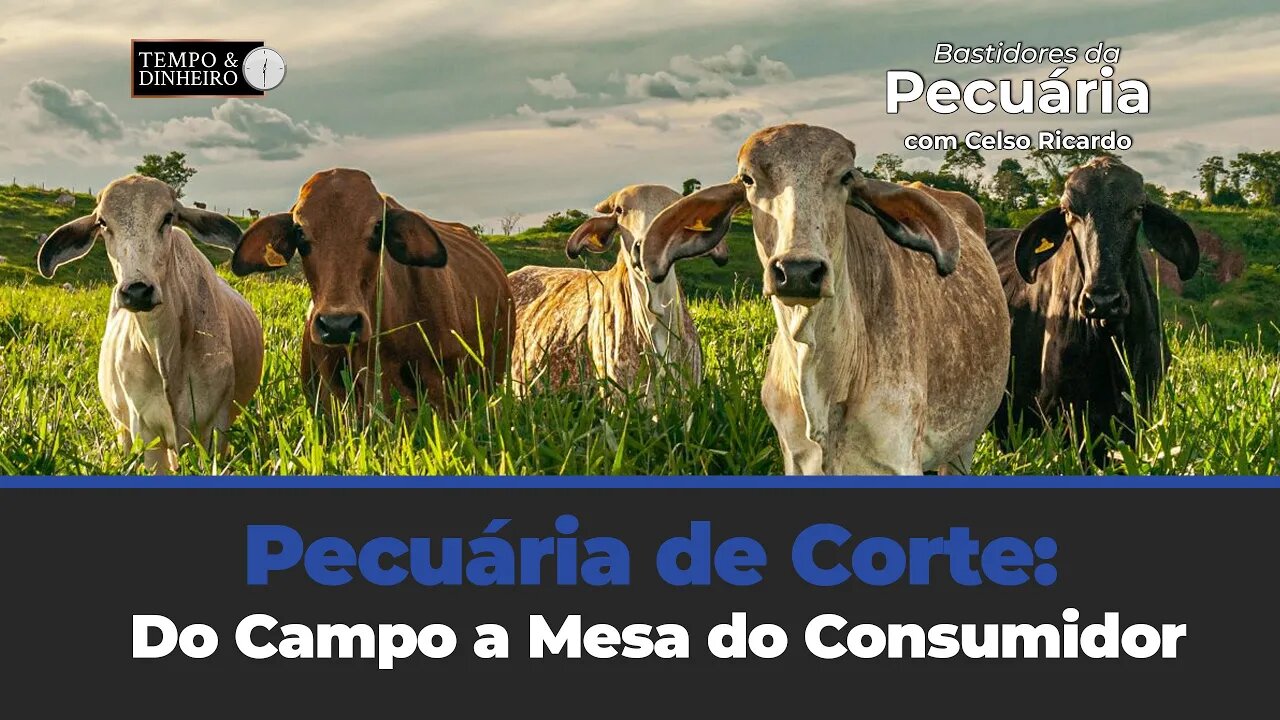 Pecuária de Corte: Do Campo a Mesa do Consumidor. Acompanhe o comentário de Celso Ricardo