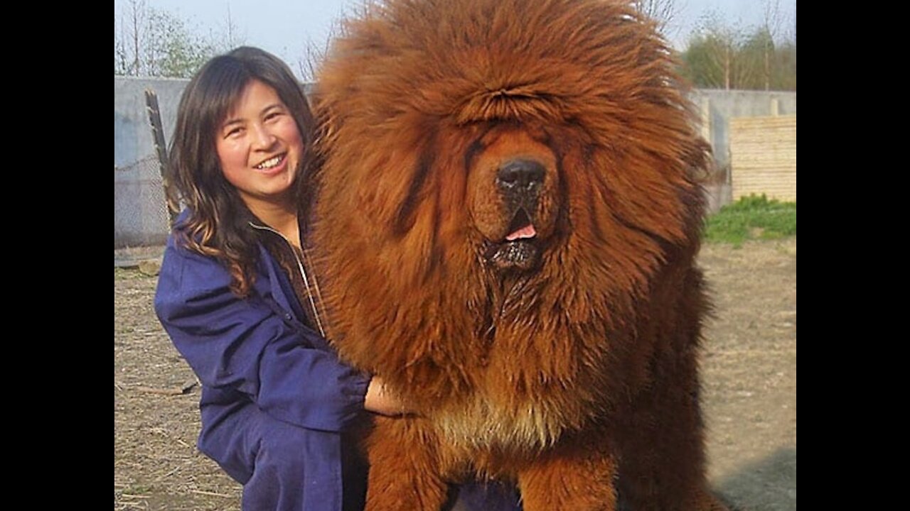 giant fluffy dog