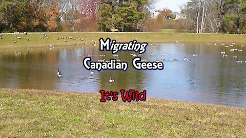 Migrating Canadian Geese