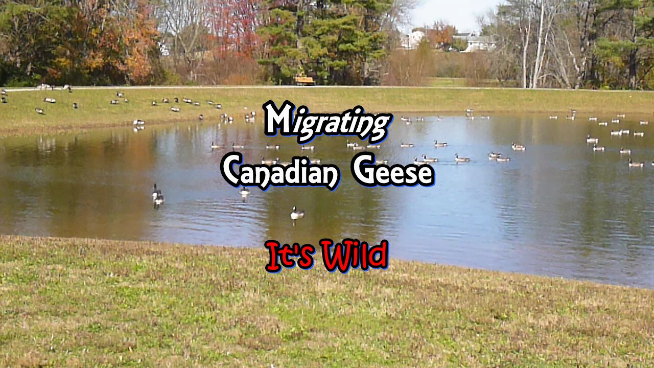 Migrating Canadian Geese