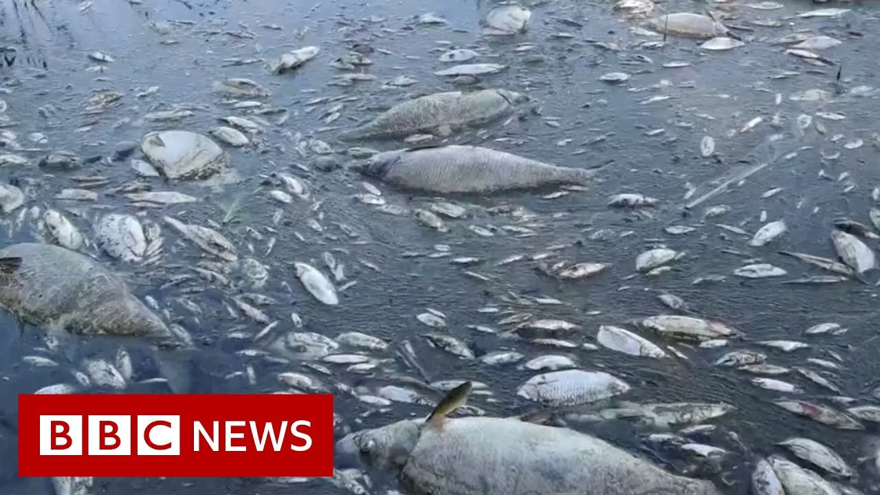 Tons of dead fish found in river on German-Polish border - BBC News