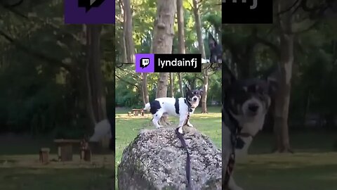 The cute puppy up on the rock!! | lyndainfj on #Twitch