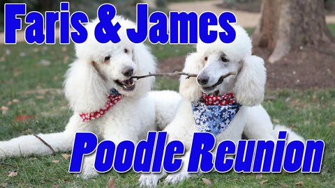 Poodle Reunion