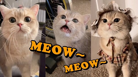Cute Cat Cash's meow talk COMPILATION 01 | meow__cash