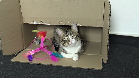 This Funny Cat Loves Boxes