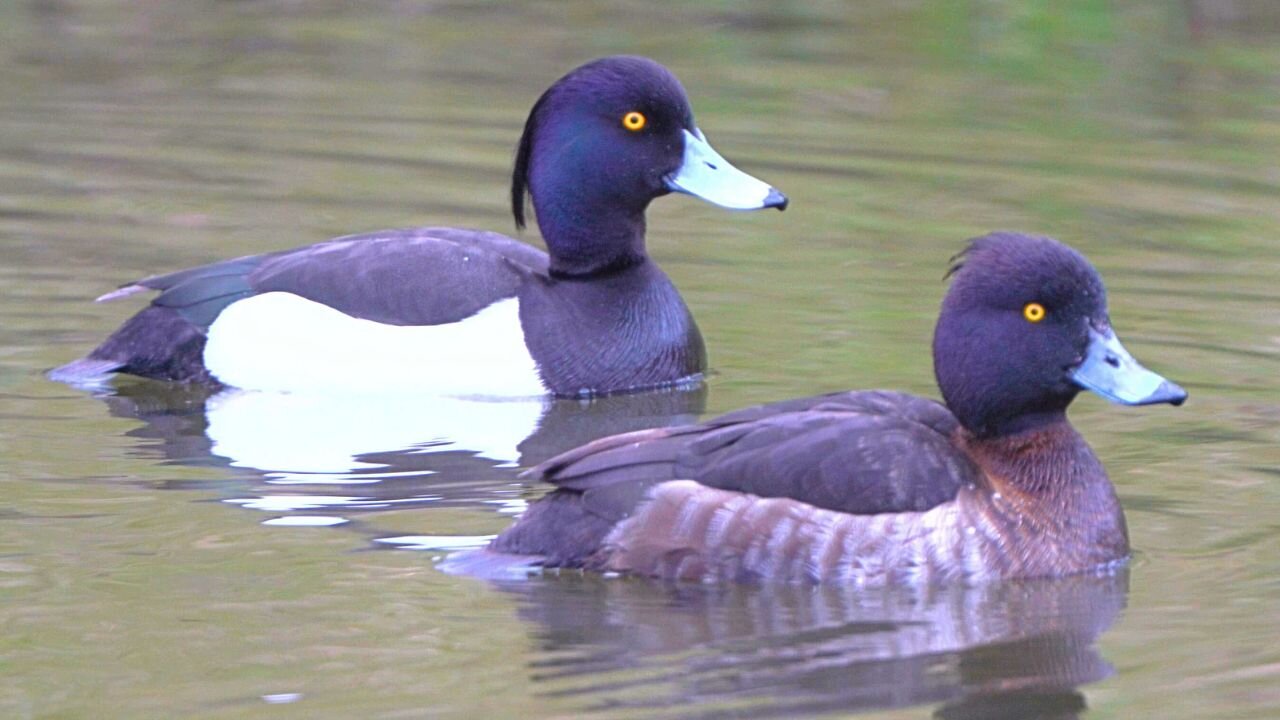 Tufted Duck Couple Swimming Together