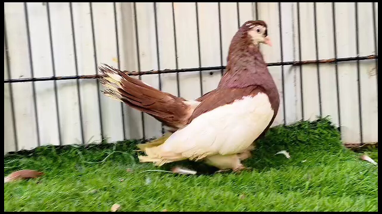 Beautiful Pigeon