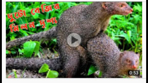 mongoose| mongoose mating|fake