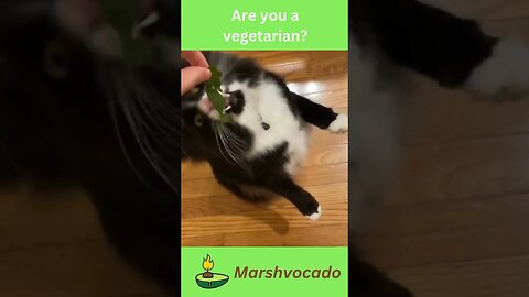 Cat eating lettuce #shorts #funny #marshvocado #petsoftiktok #cute #fyp #catsoftiktok #trending