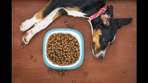 All about your dog's food