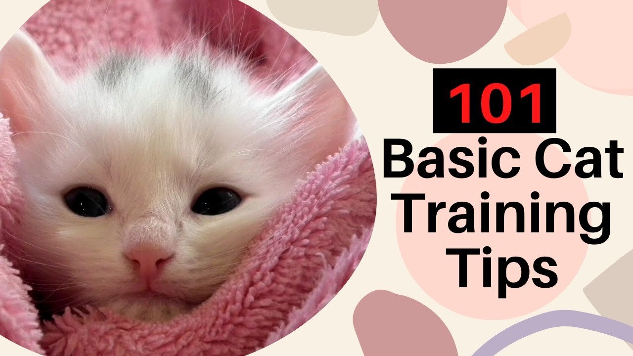 Cats 101 : Basic beat Cat Training Tips