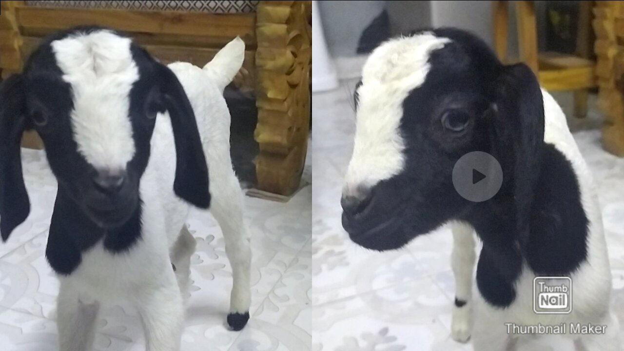 Baby goat says Hi