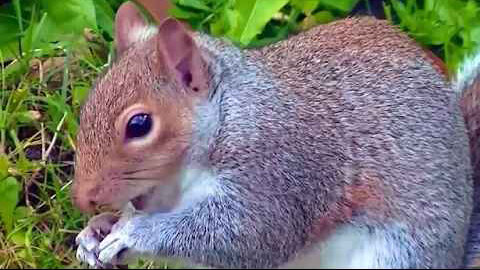 IECV NV #01 - Squirrel Eating Bread In The Yard🐿️ 11-10-2013