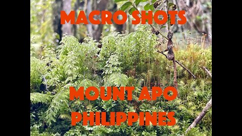 Macro Videography on Mount Apo - Moss, Lichen, Ferns, Flowers