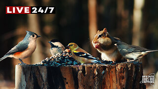 24/7 Upstate Birds and Critters