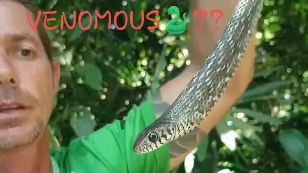 VENOMOUS SNAKE??🐍