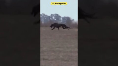 Crazy 😱😳 Greyhounds Vs Hare Galgos y liebres