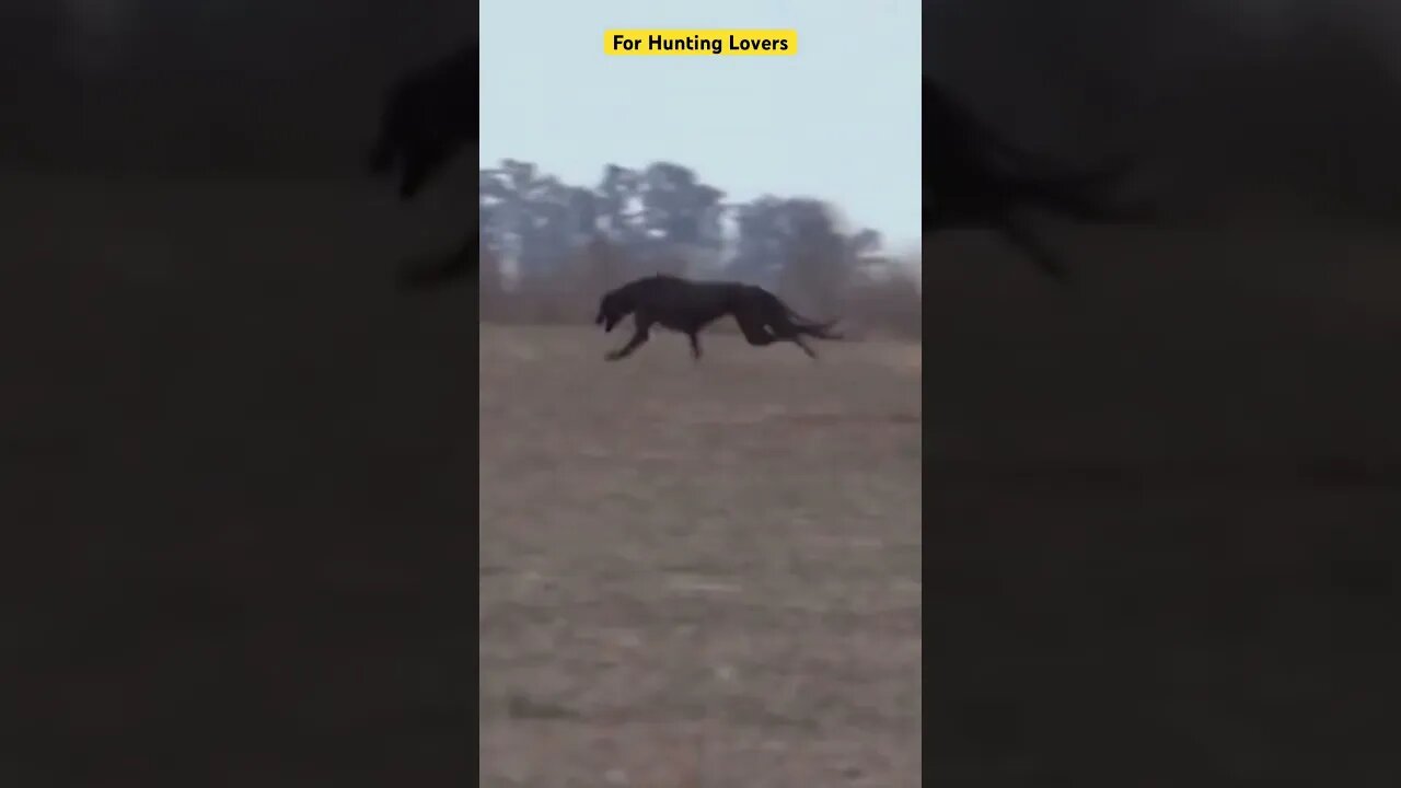 Crazy 😱😳 Greyhounds Vs Hare Galgos y liebres