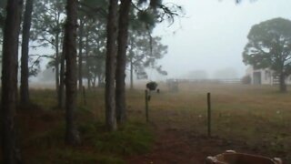 A spooky morning at Venus Ranch