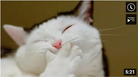 Cute and Funny Pets #funny #cute cats