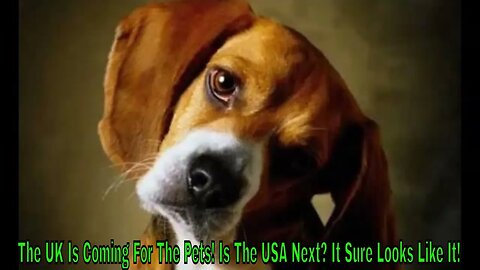 The UK Is Coming For Their Pets! Is The USA Next? It Sure Looks Like It!