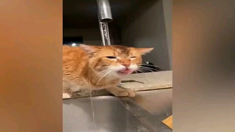 दम है तो हँसी रोककर दिखाओ|😄😁😱😆|dam hai to hasi rok dikhao