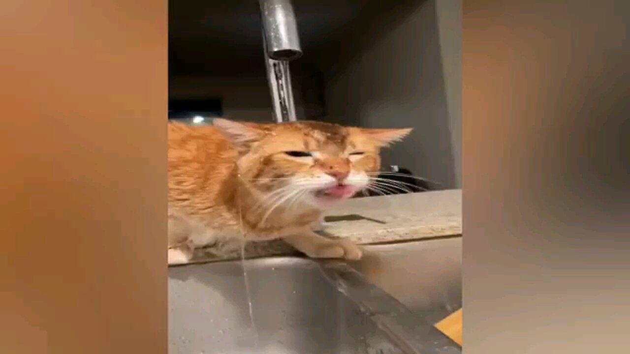 दम है तो हँसी रोककर दिखाओ|😄😁😱😆|dam hai to hasi rok dikhao