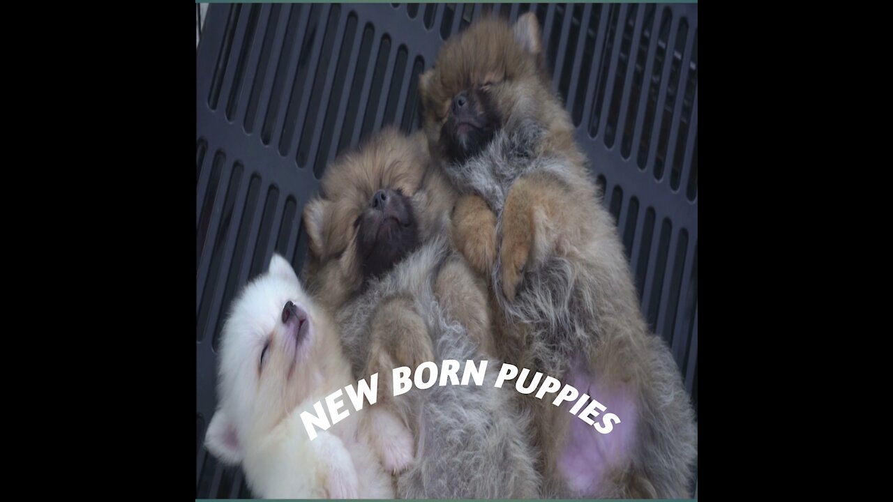 New born cute puppies😍