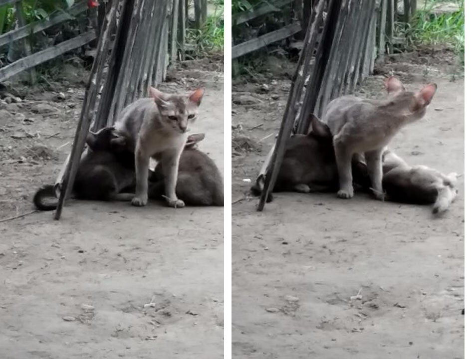 The cat is feeding the baby in village.