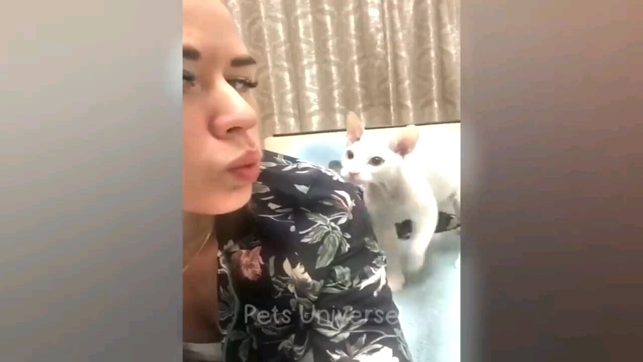 Cat fanny moment 🤣🤣🤣/animal fanny moment /animal video