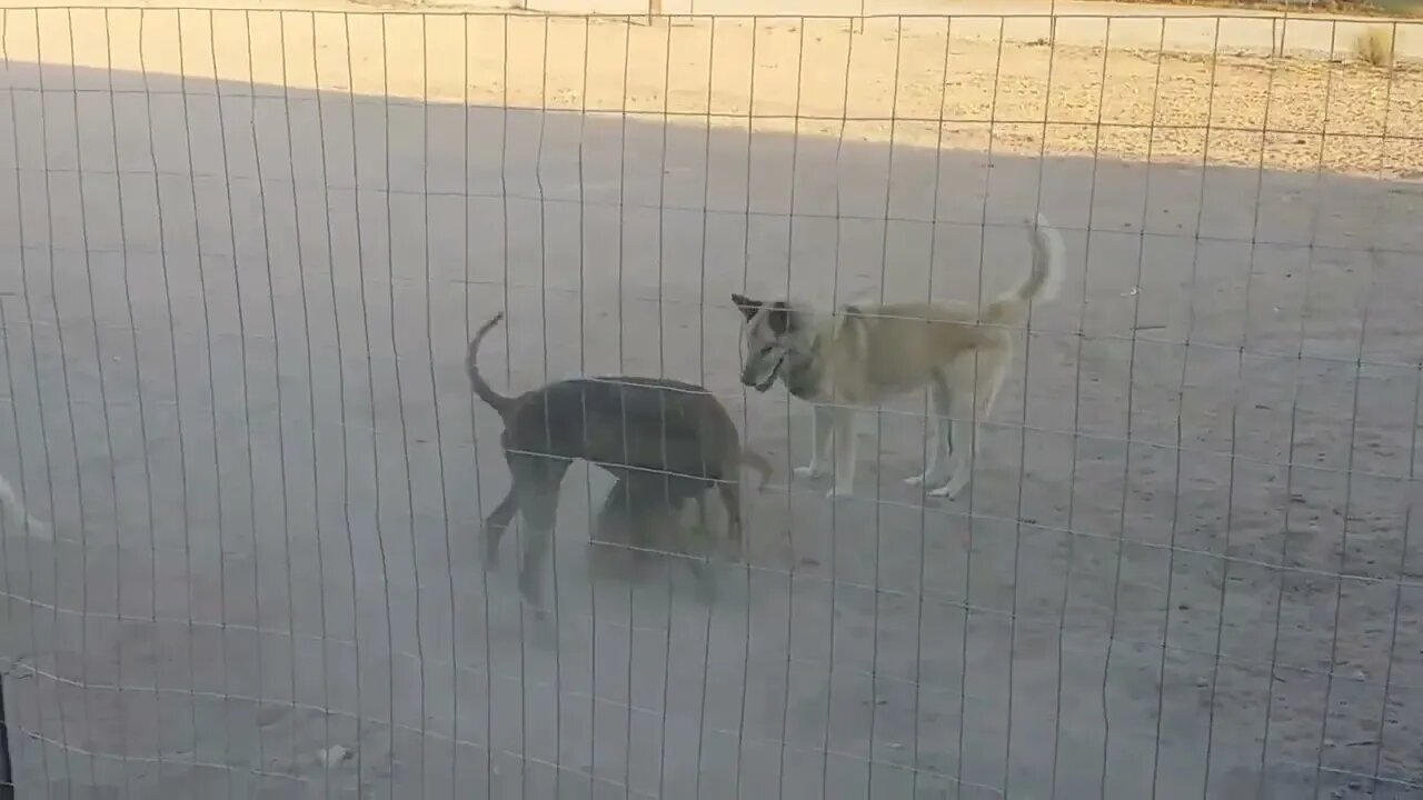 Charlie, Sugar, Evee, and Roxie playing